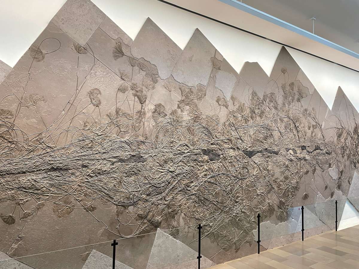 Seelilien Fossilien im Urweltmuseum Hauff